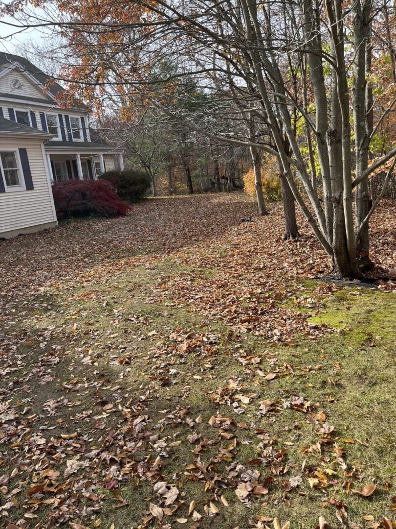 A house with leaves on the ground and trees