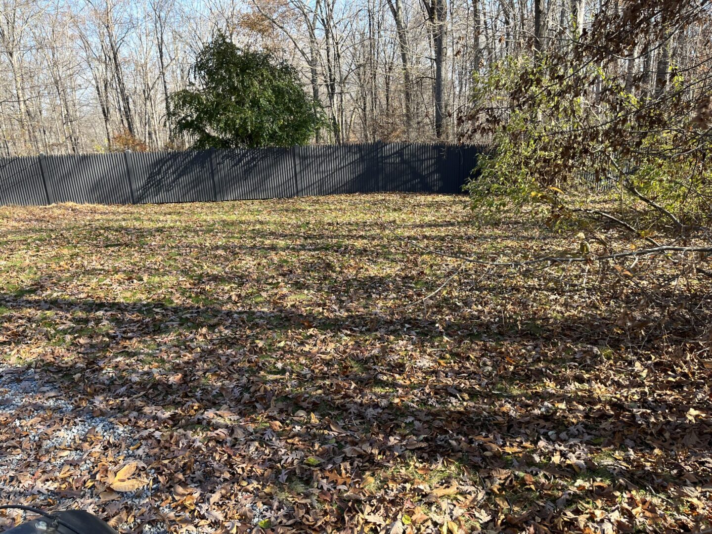 A field with leaves on the ground and trees in the background.