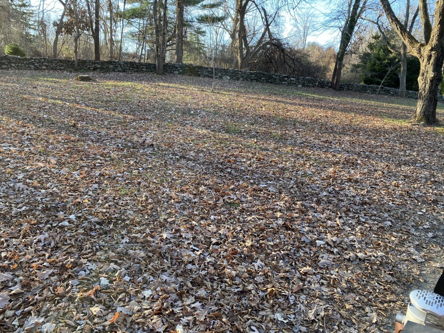 A field with leaves on the ground and trees in the background.