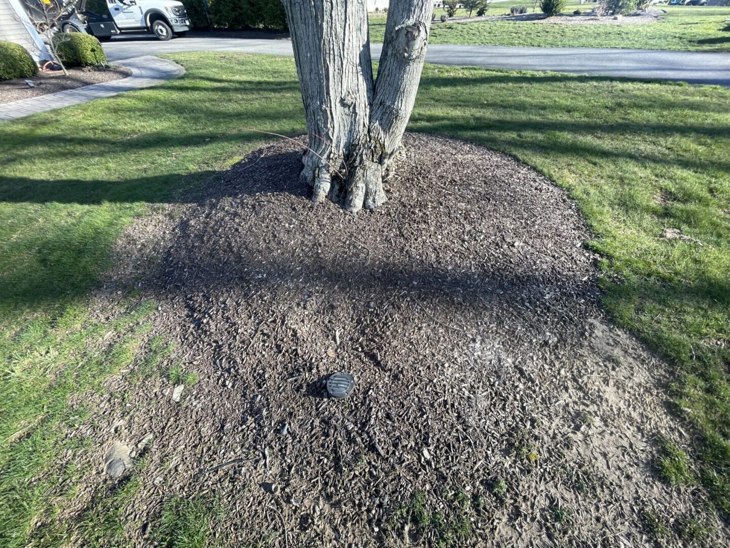 A tree is standing in the middle of a field.