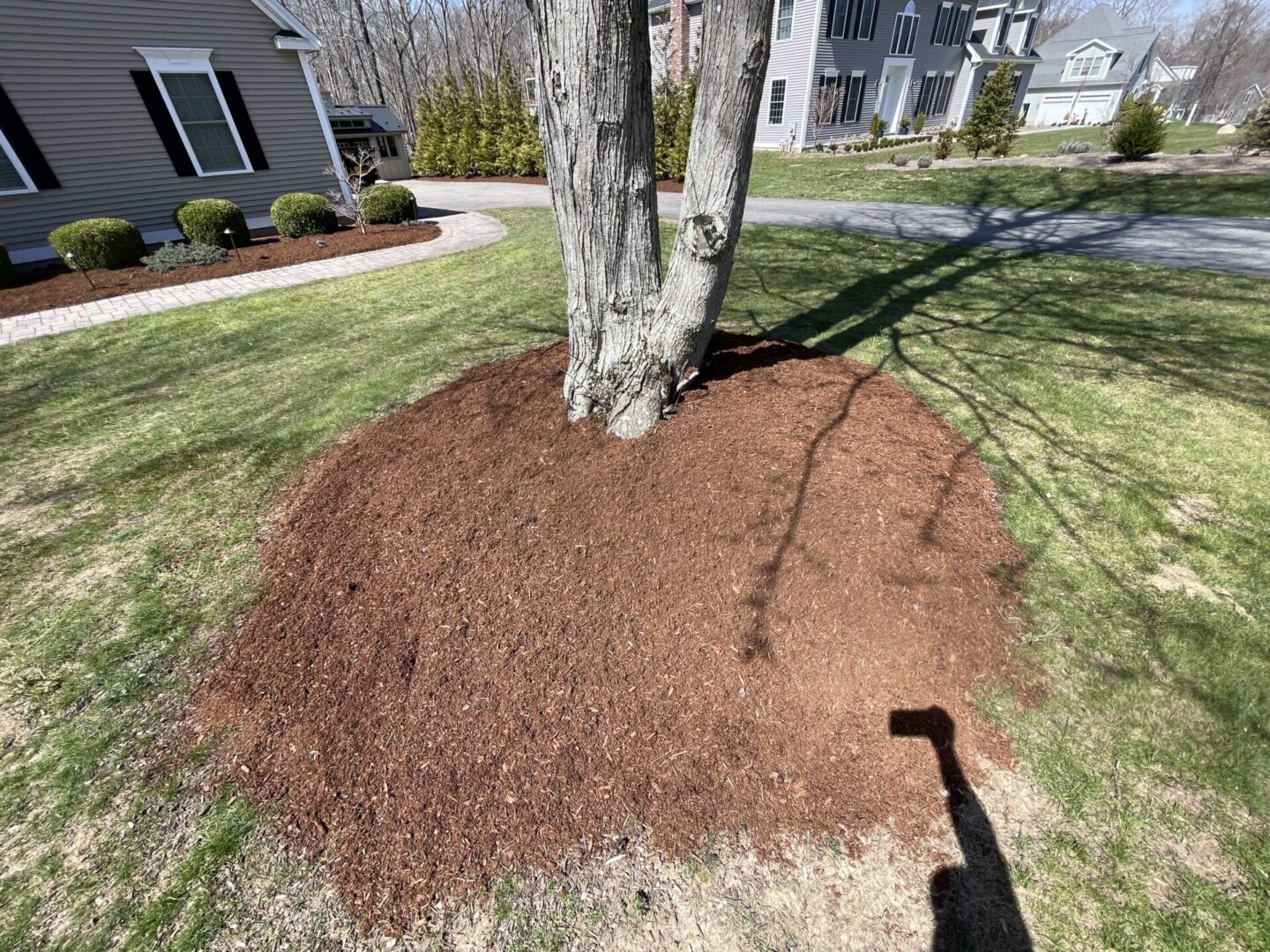 A tree is sitting in the middle of a yard.