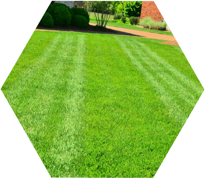 A green lawn with grass growing in it.