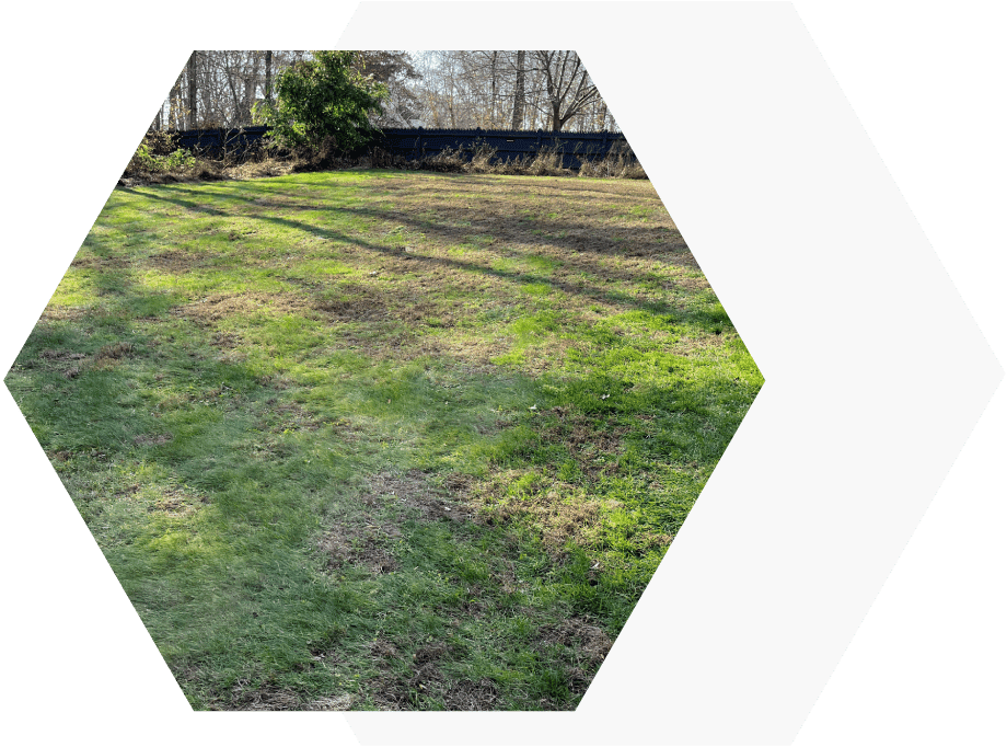 A field with green grass and trees in the background.