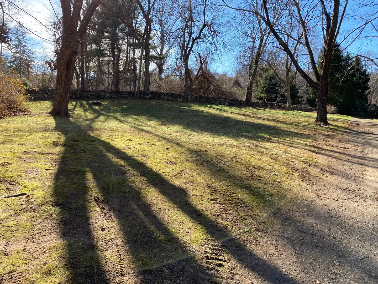 A grassy area with trees and dirt.